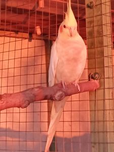 Корела молодь