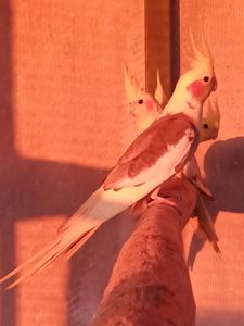 Корела молодь