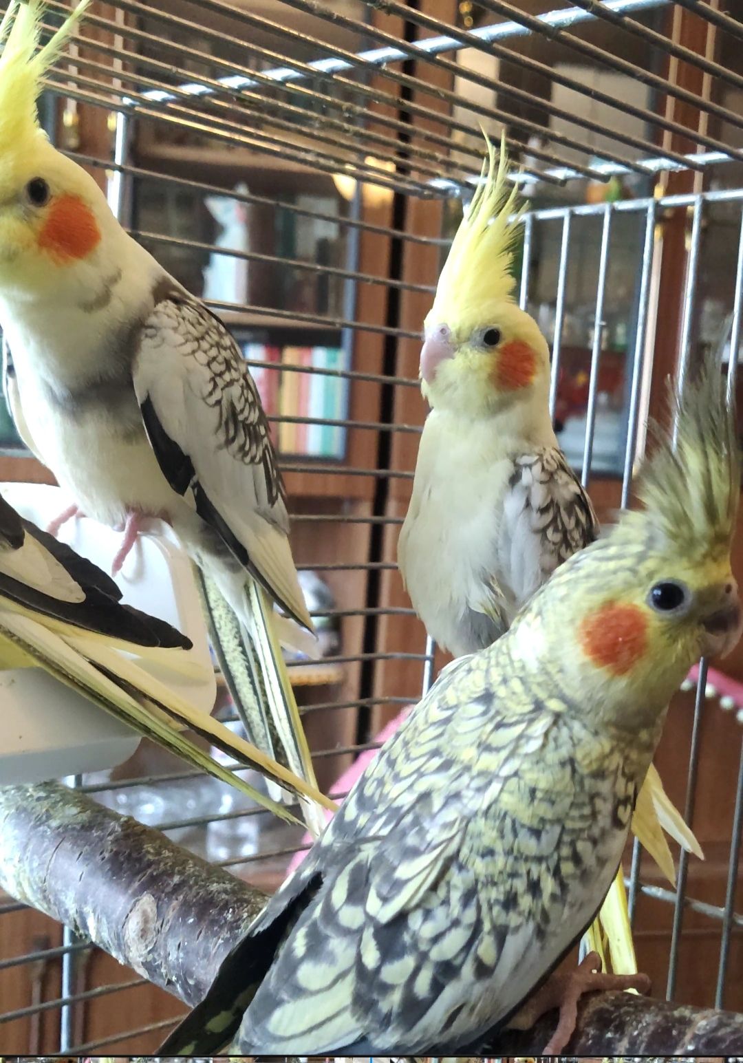 Продаються чудові малюки корелл 🦜