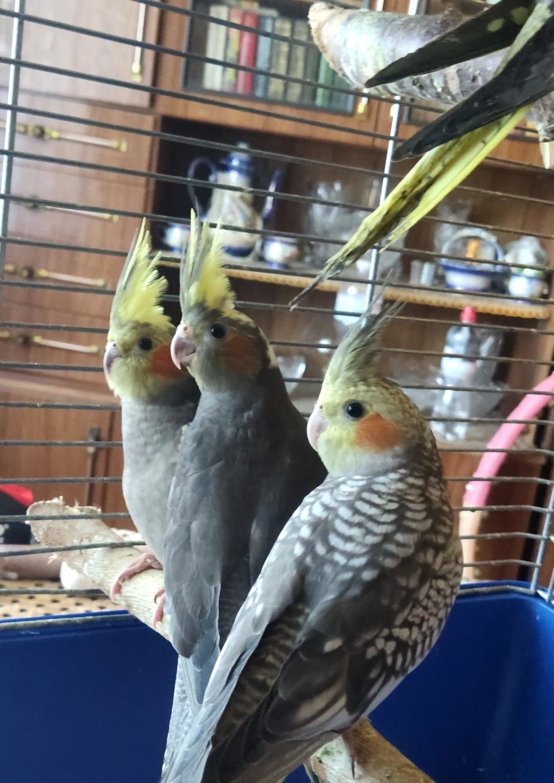 Продаються чудові малюки корелл 🦜