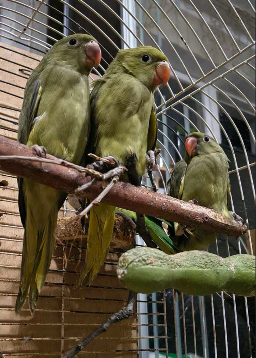 Малюки ожерелових папуг 🦜