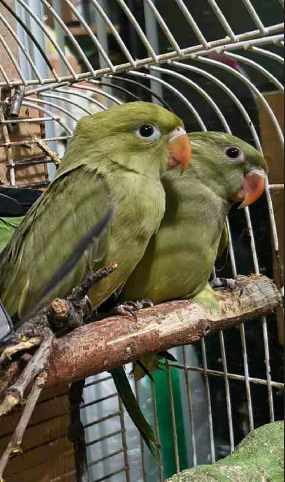 Малюки ожерелових папуг 🦜