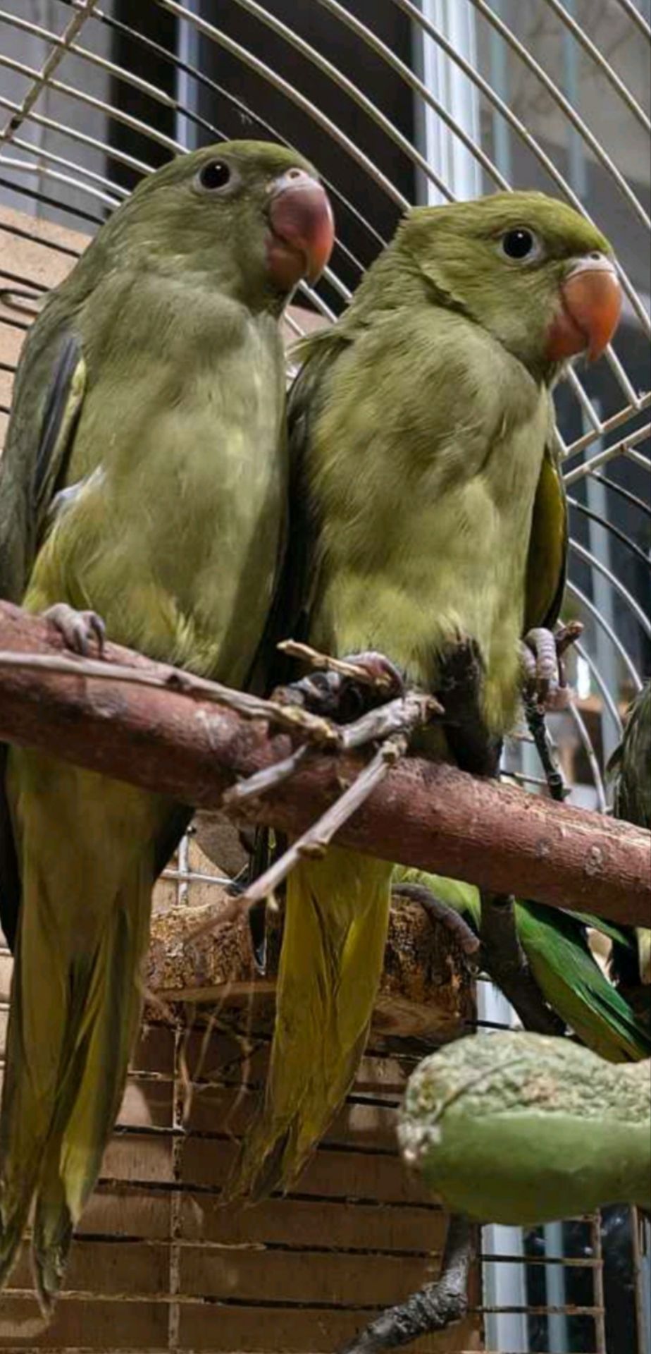 Малюки ожерелових папуг 🦜