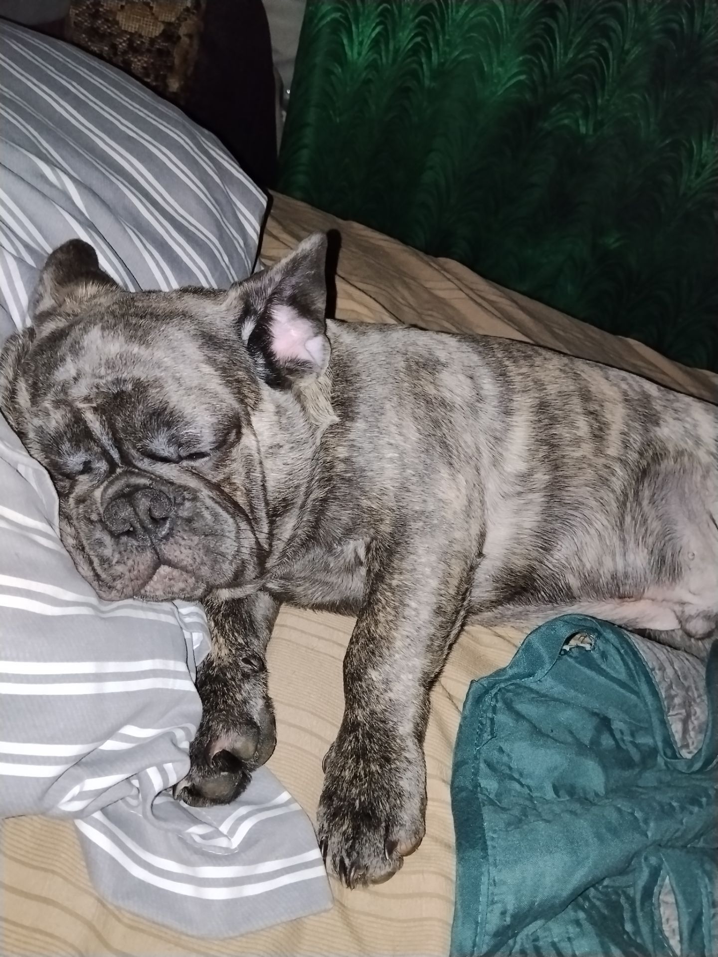 Цуценя французького бульдога