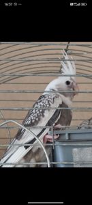 Продаються чудові малюки корелл 🦜