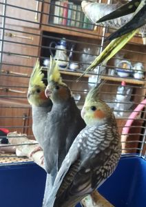 Продаються чудові малюки корелл 🦜