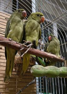 Малюки ожерелових папуг 🦜