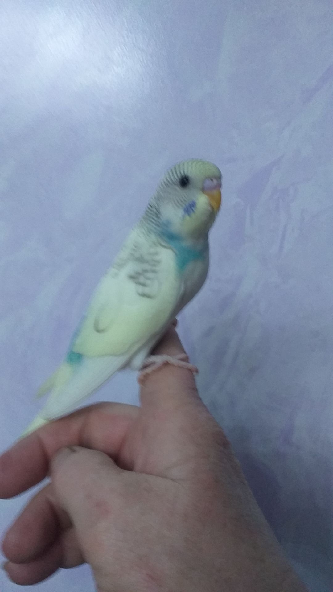 Волнистые попугайчики