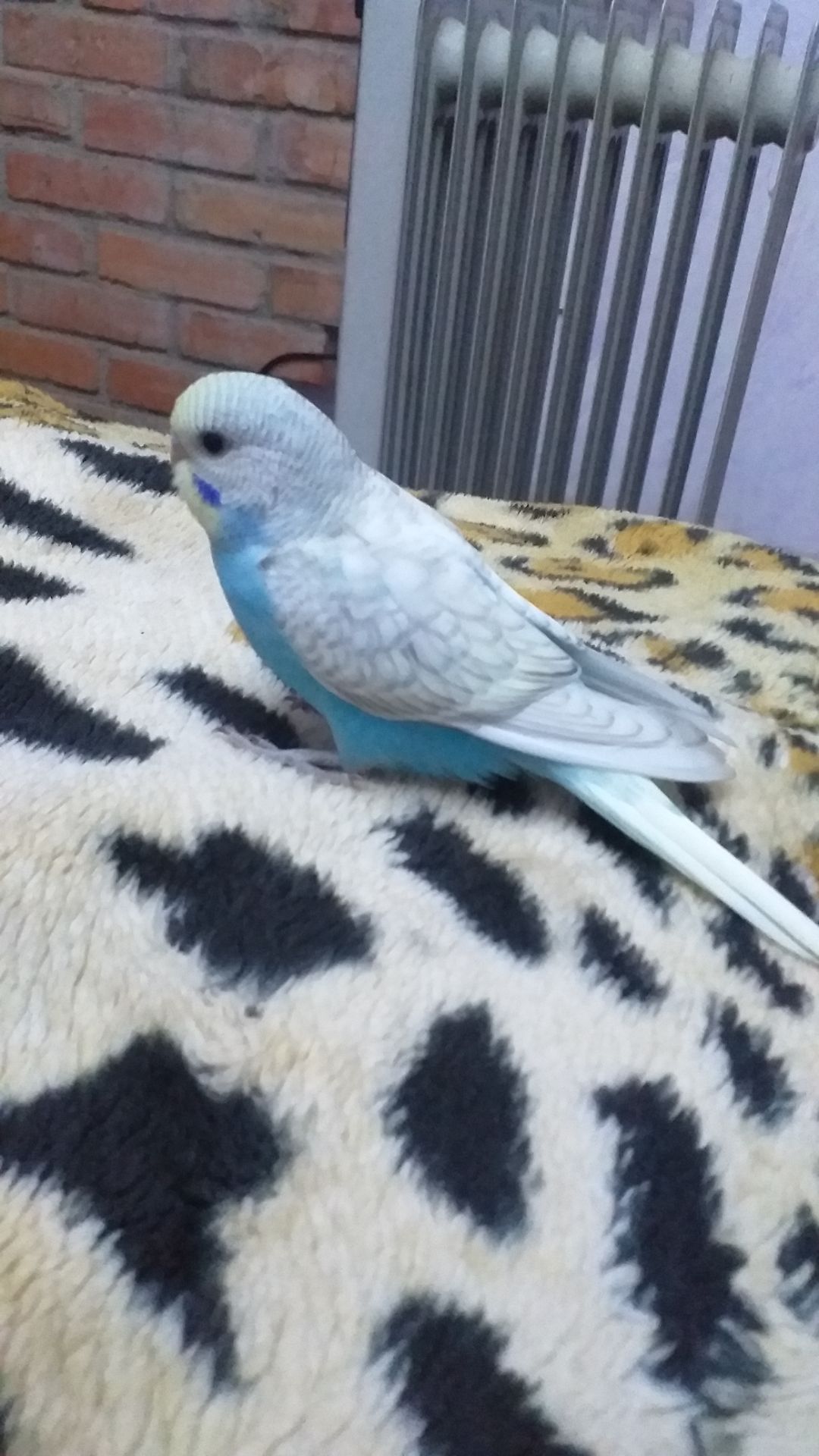 Волнистые попугайчики