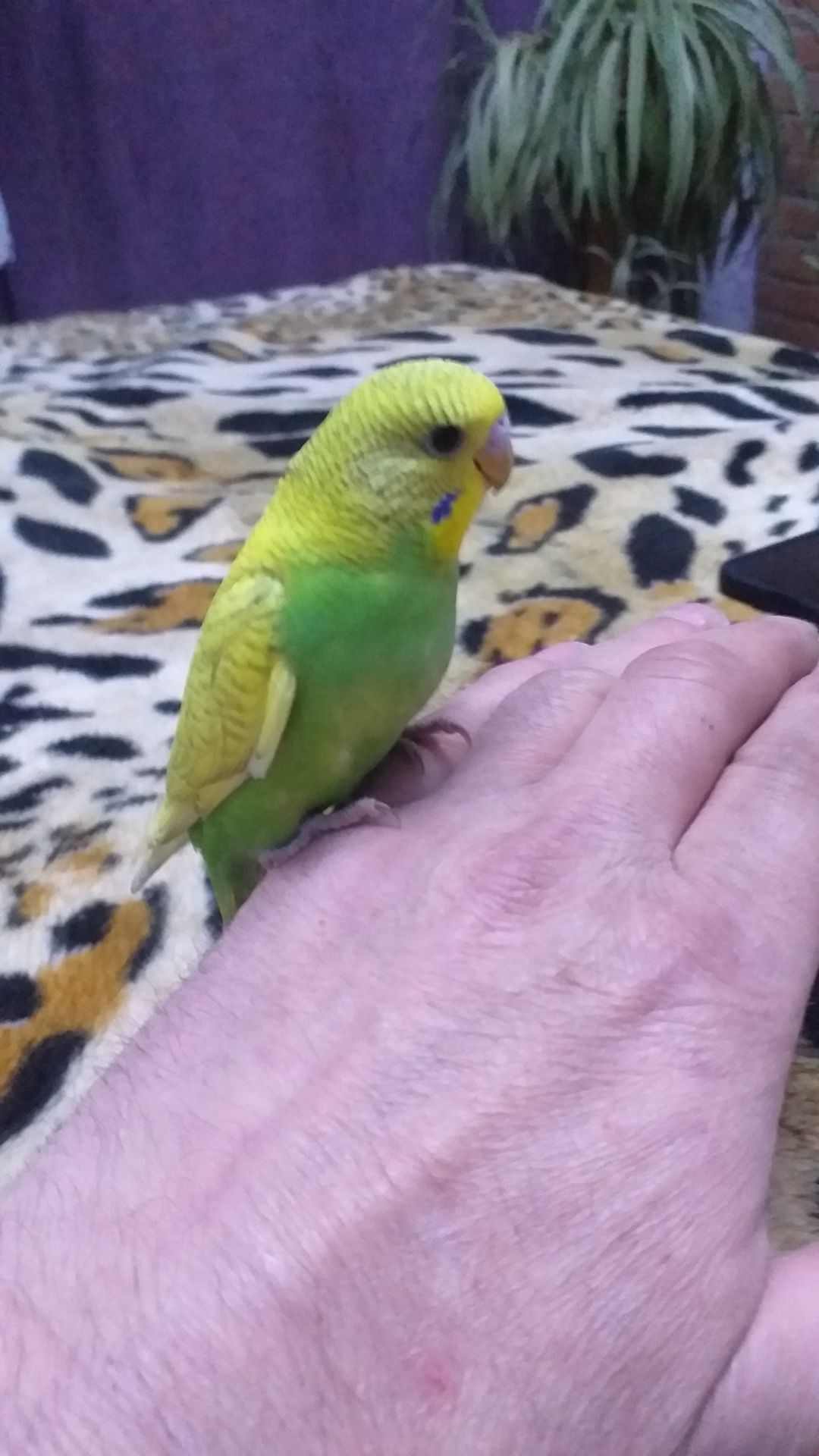 Волнистые попугайчики