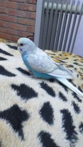 Волнистые попугайчики