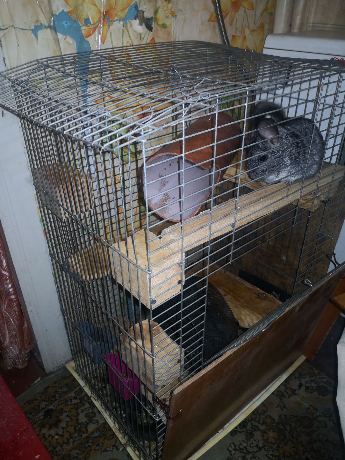 Пара шиншил с клеткой