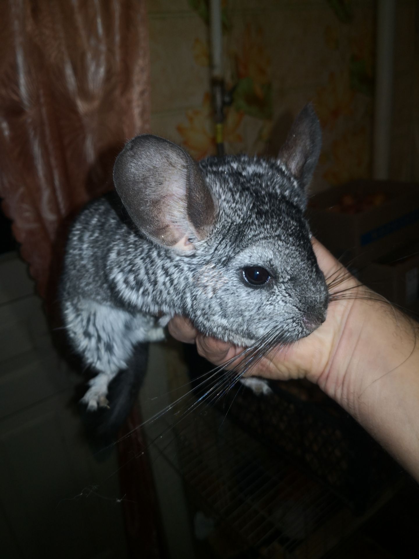 Пара шиншил с клеткой