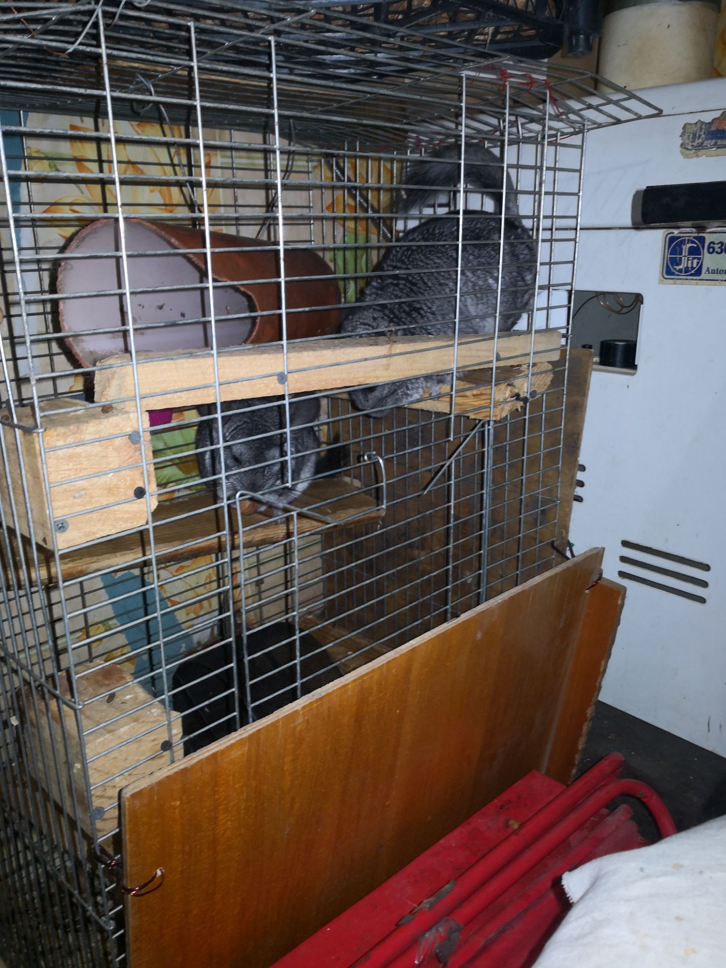 Пара шиншил с клеткой