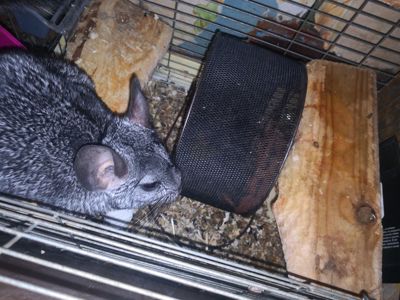 Пара шиншил с клеткой