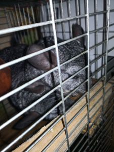 Пара шиншил с клеткой