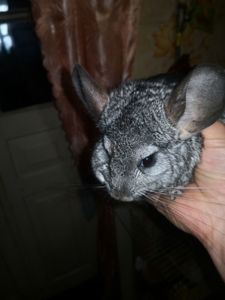 Пара шиншил с клеткой