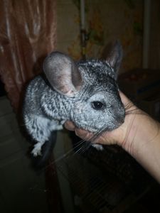 Пара шиншил с клеткой