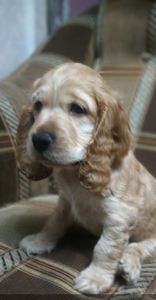 Цуценята англійський кокер спаніель