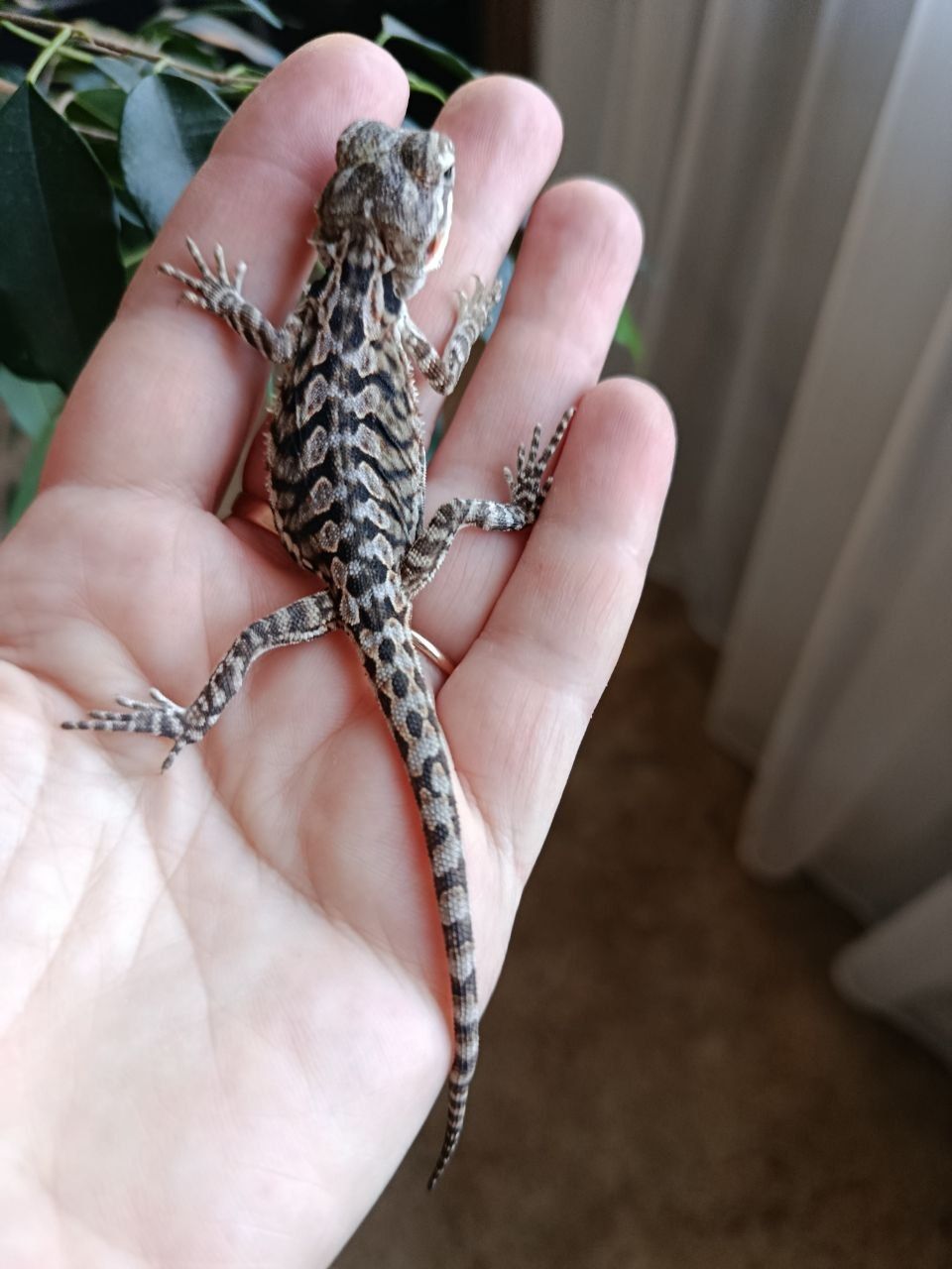 Бородата Агама