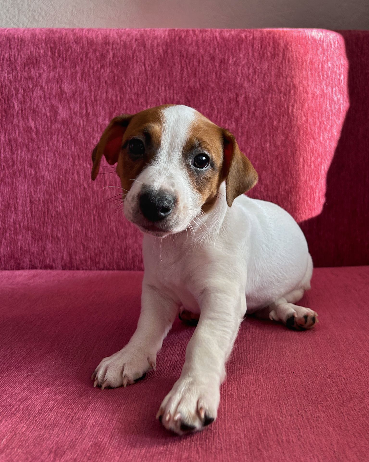 Цуценята Джек рассел терєр