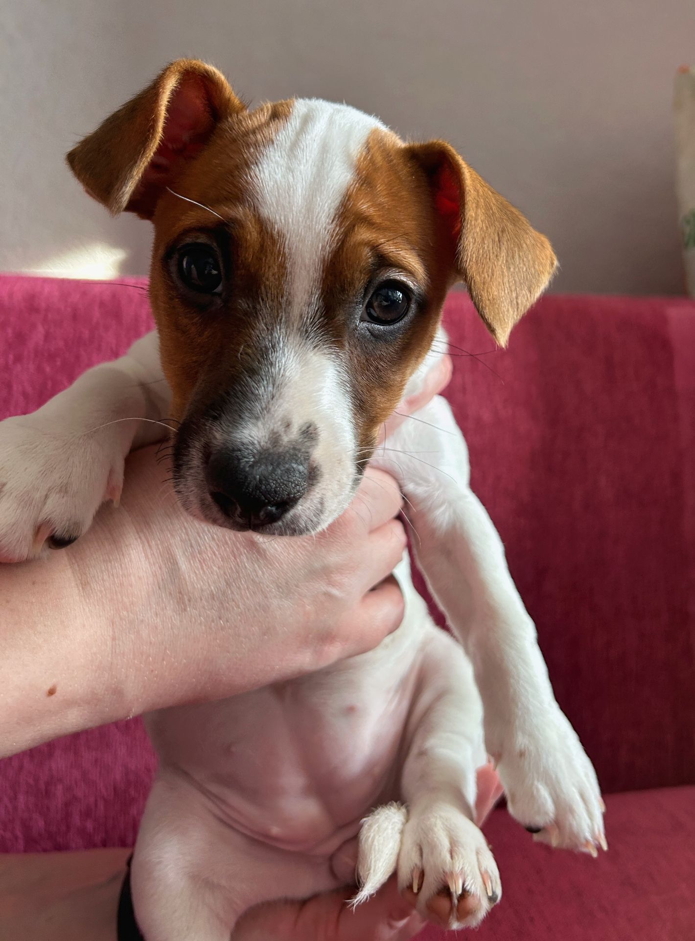 Цуценята Джек рассел терєр