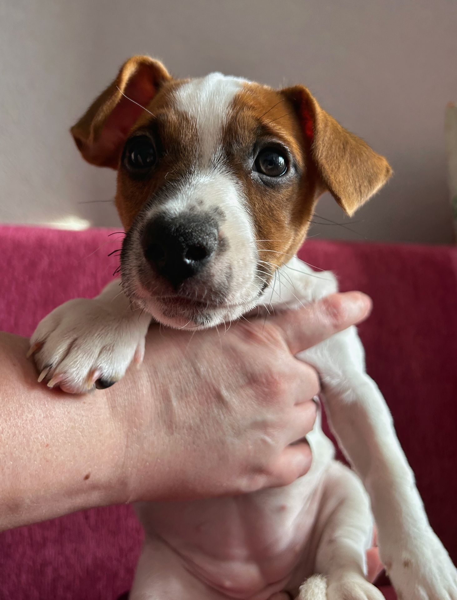 Цуценята Джек рассел терєр