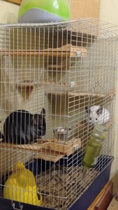 Шиншила пара, шиншила чорна і світло-сіра