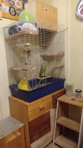 Шиншила пара, шиншила чорна і світло-сіра