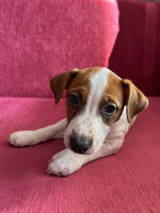 Цуценята Джек рассел терєр