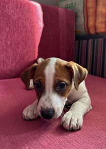 Цуценята Джек рассел терєр