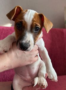 Цуценята Джек рассел терєр