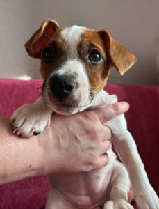 Цуценята Джек рассел терєр