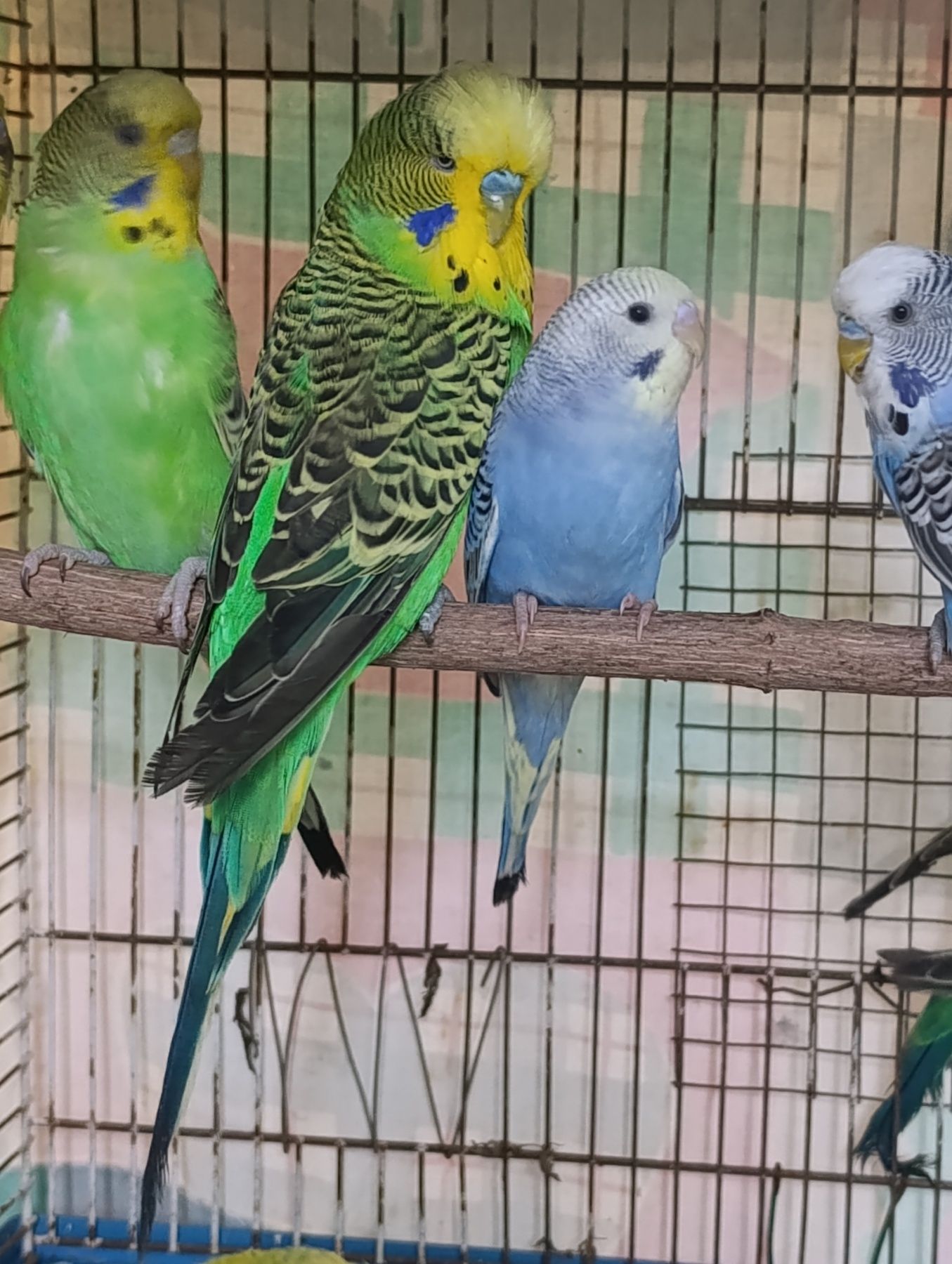 Продам хвилясті папуги - чехи в м.Рівне