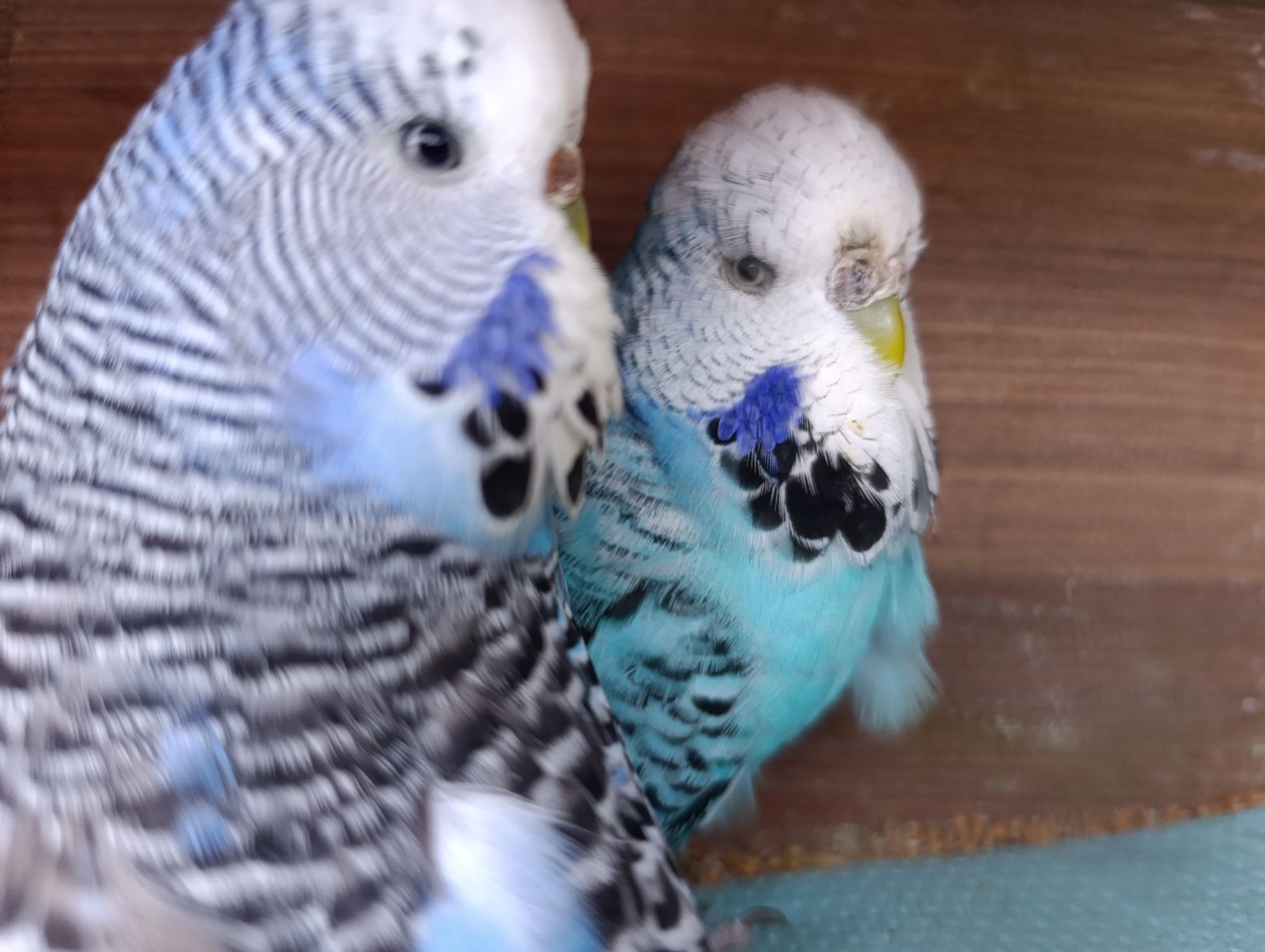 Продам хвилясті папуги - чехи в м.Рівне