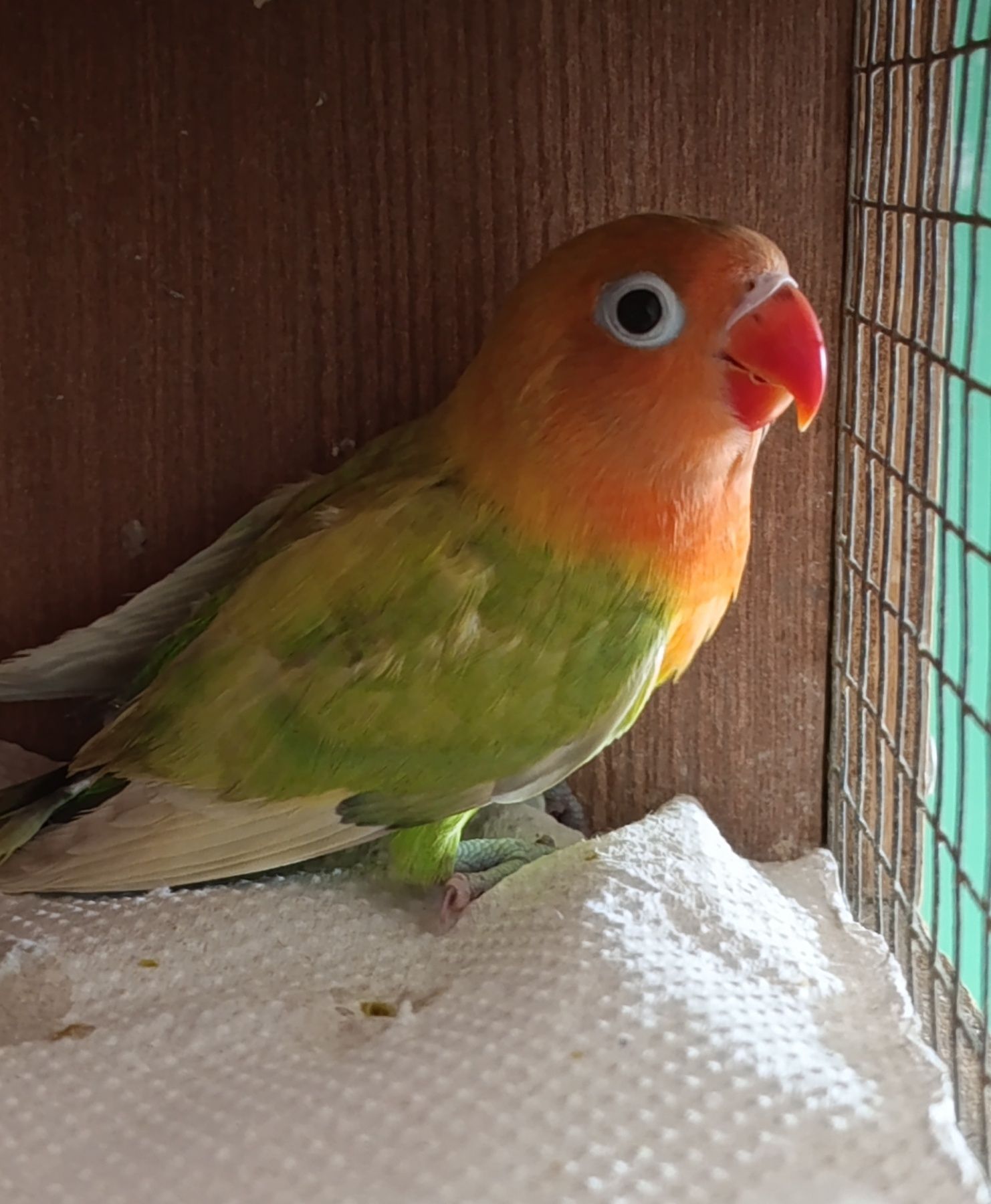 Продам нерозлучники різного забарвлення в м.Рівне