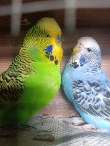 Продам хвилясті папуги - чехи в м.Рівне