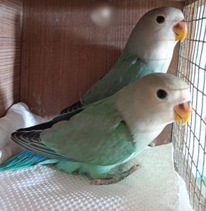 Продам нерозлучники різного забарвлення в м.Рівне