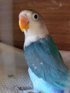 Продам нерозлучники різного забарвлення в м.Рівне