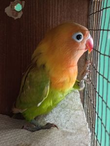 Продам нерозлучники різного забарвлення в м.Рівне