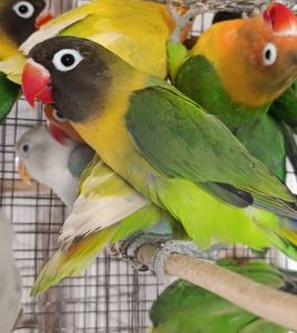 Продам нерозлучники різного забарвлення в м.Рівне