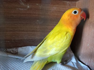 Продам нерозлучники різного забарвлення в м.Рівне