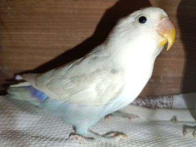 Продам нерозлучники різного забарвлення в м.Рівне