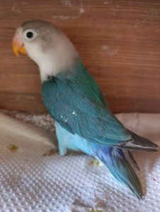 Продам нерозлучники різного забарвлення в м.Рівне