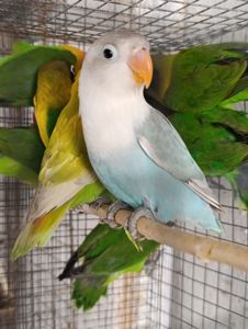 Продам нерозлучники різного забарвлення в м.Рівне