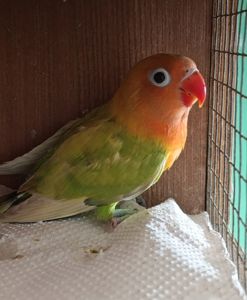 Продам нерозлучники різного забарвлення в м.Рівне