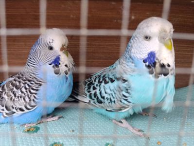 Продам хвилясті папуги - чехи в м.Рівне