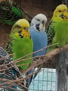 Продам хвилясті папуги - чехи в м.Рівне