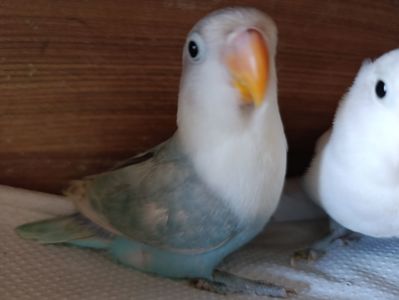 Продам нерозлучники різного забарвлення в м.Рівне