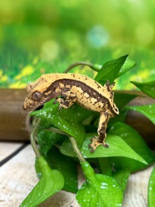 Гекон бананоїд, війчастий гекон, ящірка